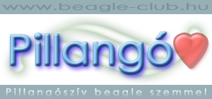 beagle club